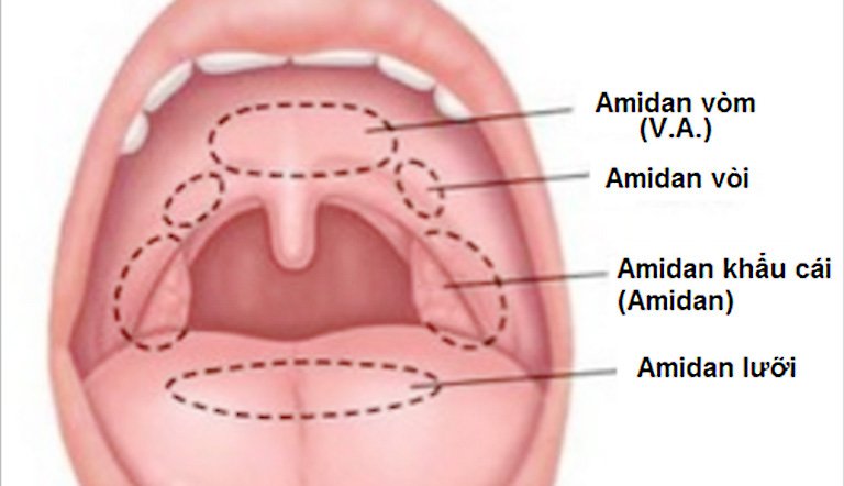 Amidan có các khối xếp thành vòng bạch huyết waldeyer