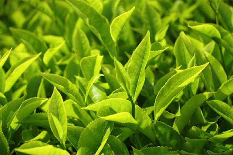 Lá trà xanh có tính kháng khuẩn và rất tốt cho người bệnh mắc viêm đường tiết niệu