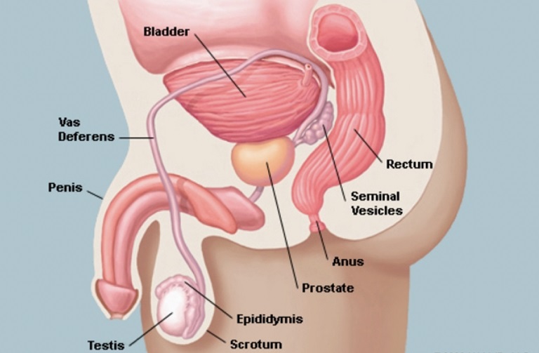 Tìm hiểu cấu tạo, giải phẫu tuyến tiền liệt