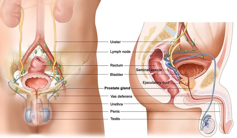 Tuyến nằm ngay trên hoành chậu hông