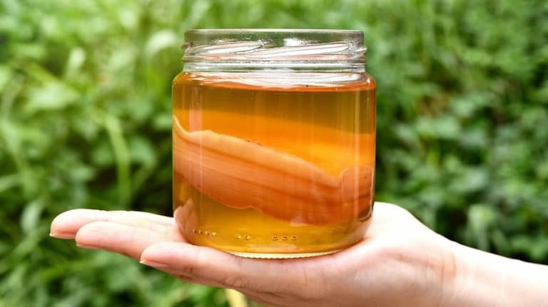 Kombucha là thức uống tốt cho sức khỏe được nhiều người sử dụng