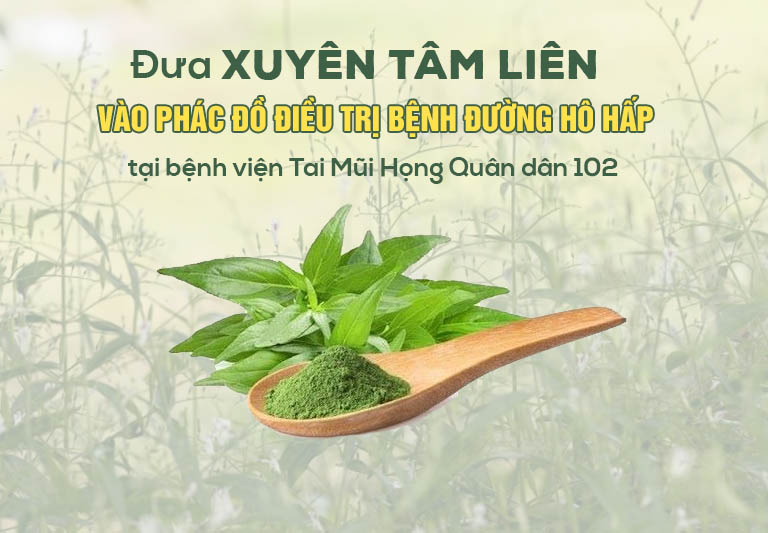 Xuyên tâm liên – Mảnh ghép “Vàng” trong phác đồ điều trị bệnh viêm đường hô hấp tại Quân Dân 102
