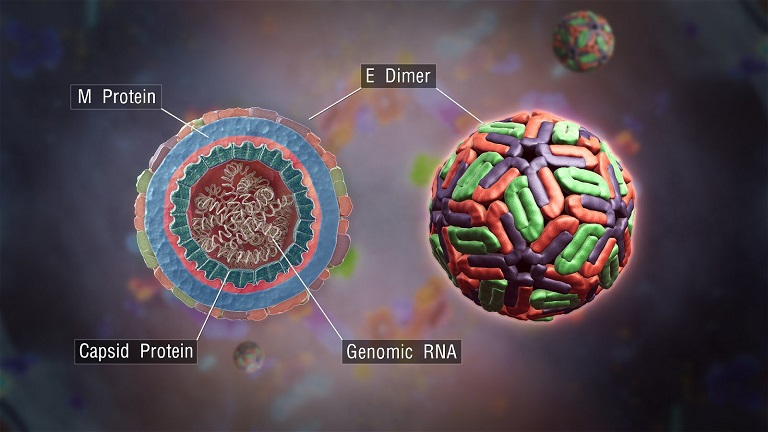 Cấu Trúc Virus Dengue: Tổng Quan và Những Điều Cần Biết