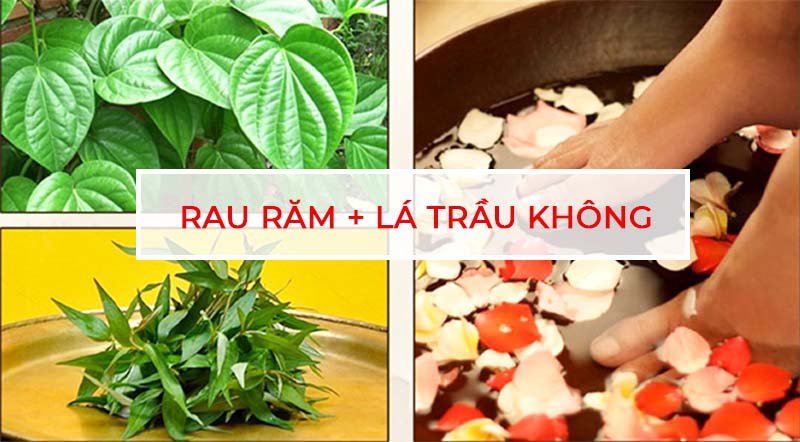 Chữa bệnh tổ đỉa bằng rau răm và lá trầu không hiệu quả